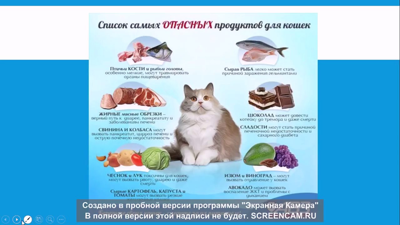 Чем нельзя кормить кошку. Продукты для кошек. Рацион питания кота. Натуральный рацион для кошек. Сбалансированное натуральное питание для кота.