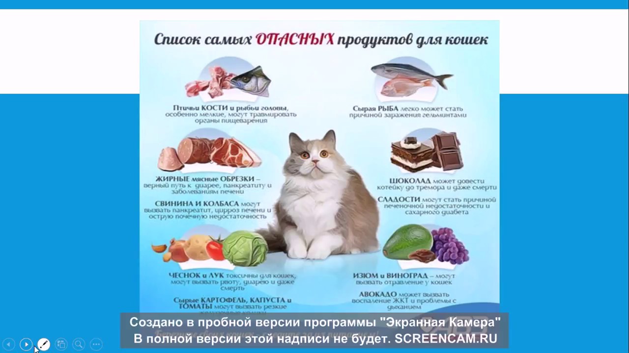 Чем кормить кормящую кошку. Рацион продуктов для кошек. Правильный рацион для кошки. Сбалансированное питание для кошек. Натуральное питание для кошек меню.