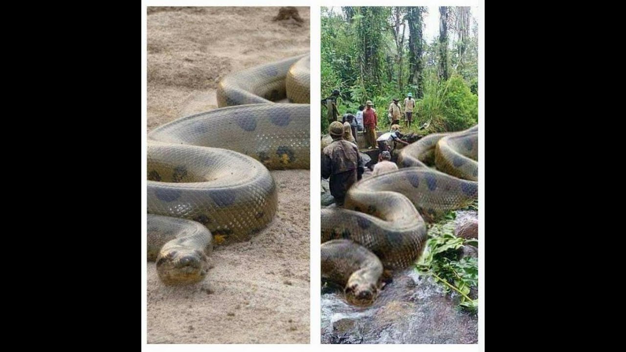 Самая большая змея видео. Шлангообразная Анаконда. Анаконда змея. Самая большая змея в мире Анаконда.