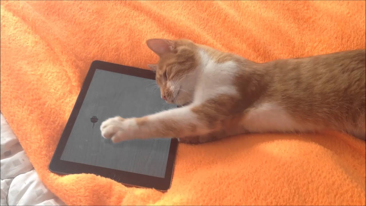 Кошка с планшетом. Мышка для кота на экране. Игра для кошек на экране. Мышка бегает по экрану для кошек.