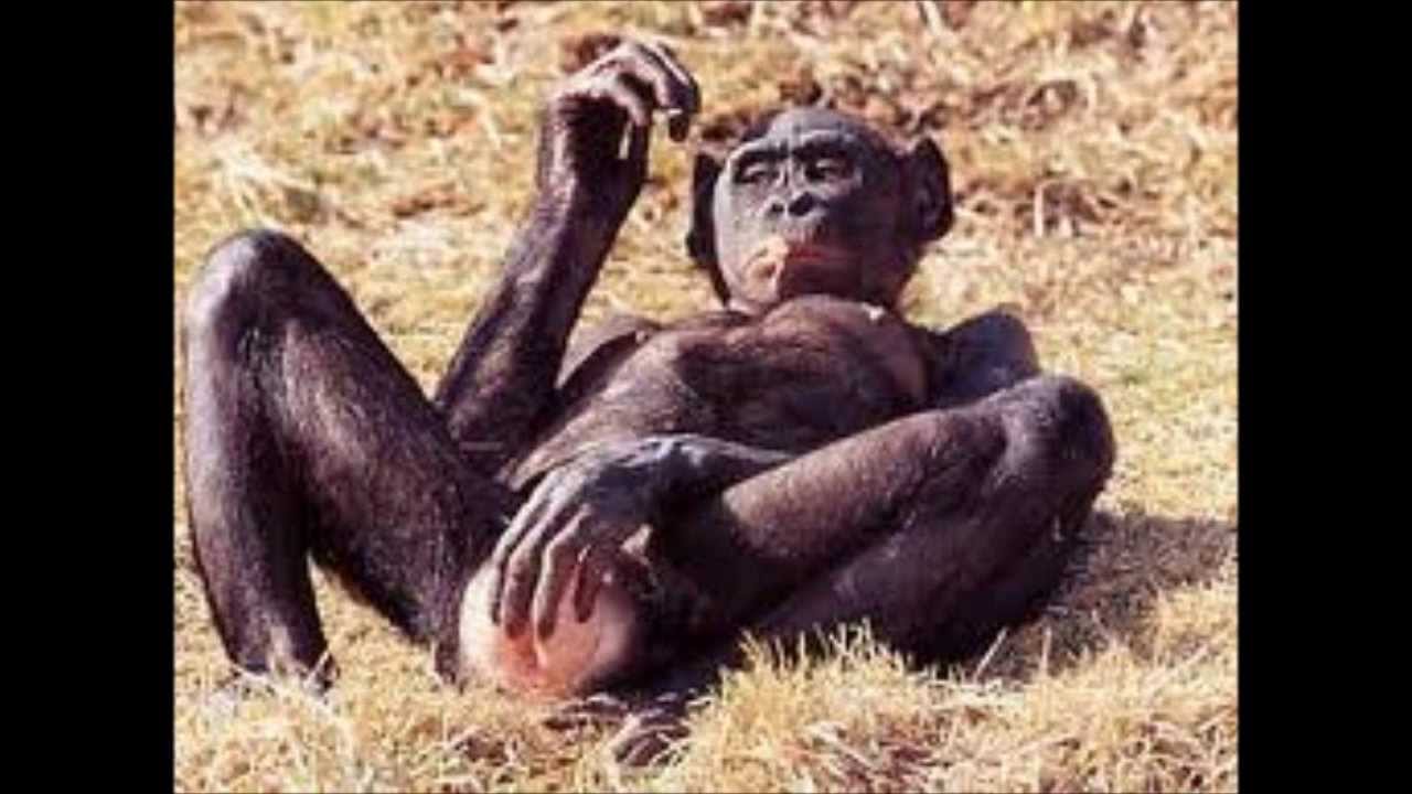 смотреть фильм голые обезьяны фото 49