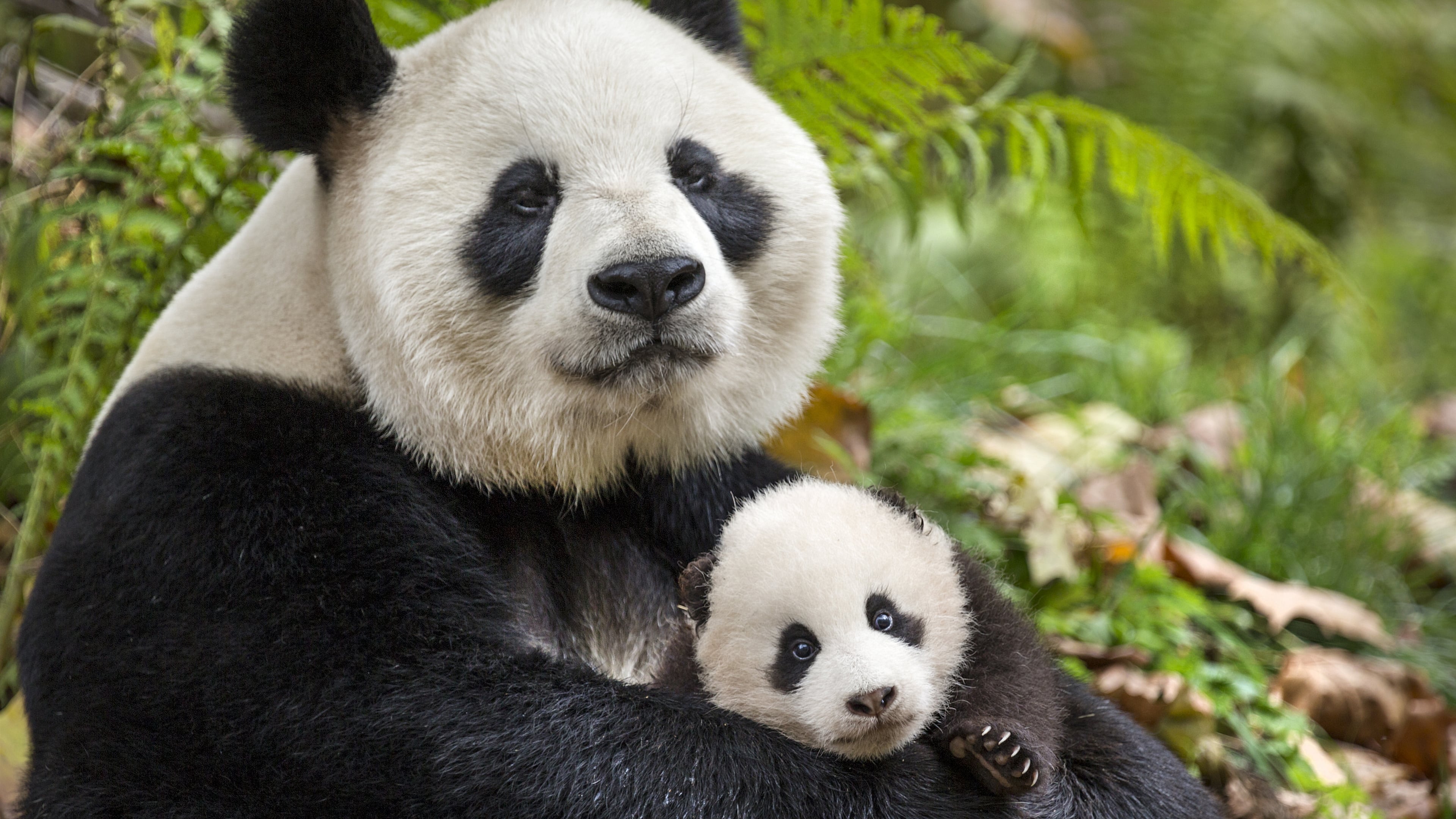 Когда вышла 1 панда. Панда бамбуковый медведь. Большая Панда или бамбуковый медведь. Большая Панда с детенышем. Животные Китая.