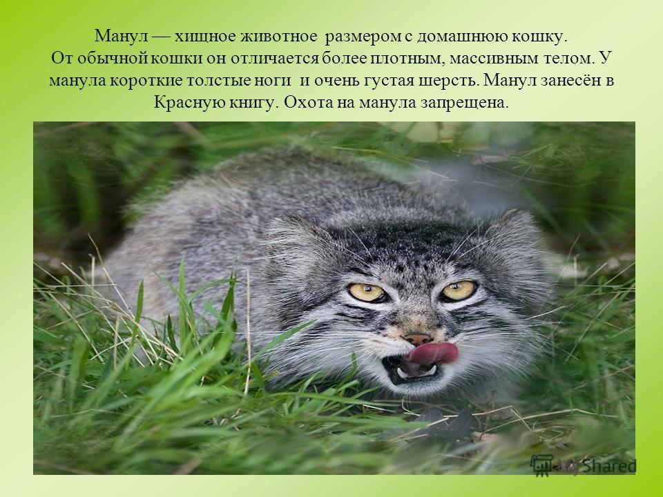 Кот манул презентация