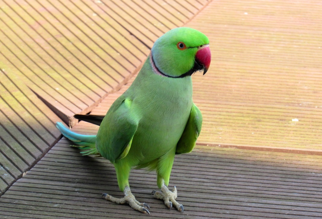 Купить среднего попугая. Ожереловый попугай. Александрийский кольчатый попугай. Ожереловый попугай зеленый. Сенегальский попугай.