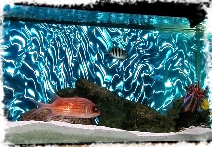 Как приклеить фон на аквариум без пузырей
