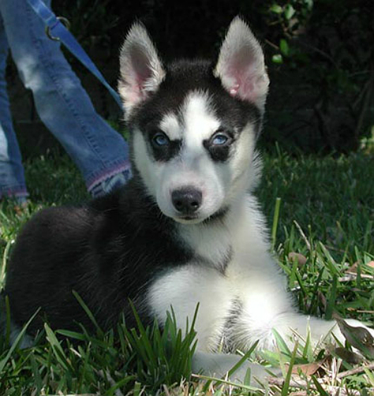 Позитивное подкрепление