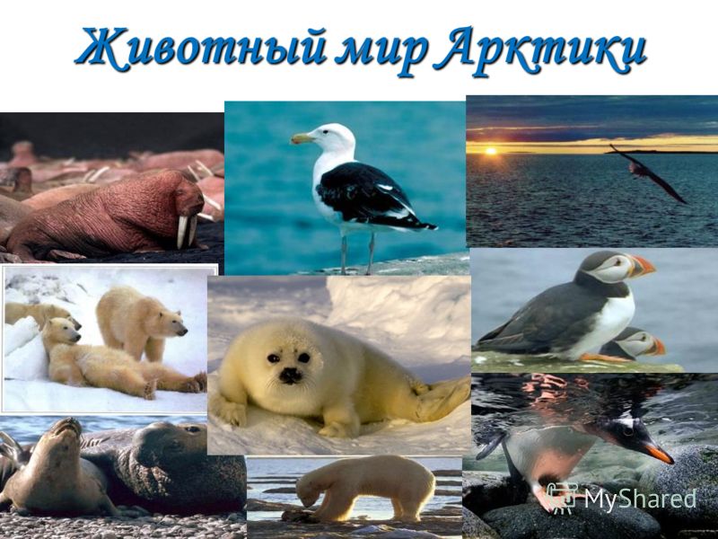 Определите животных арктических пустынь. Животные Арктики. Животный мир арктиктики. Животный мир арктических пустынь. Животный мир мир Арктики.