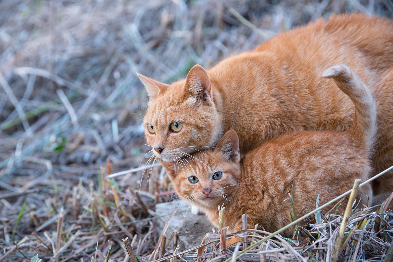 Фото как размножаются коты