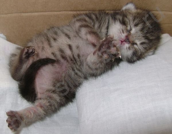 У кошки шевелится живот. Пузико новорожденных котят. Новорожденные котята в животе.