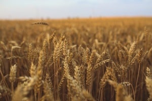 a field of wheat