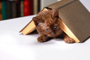 kitten covered with the book