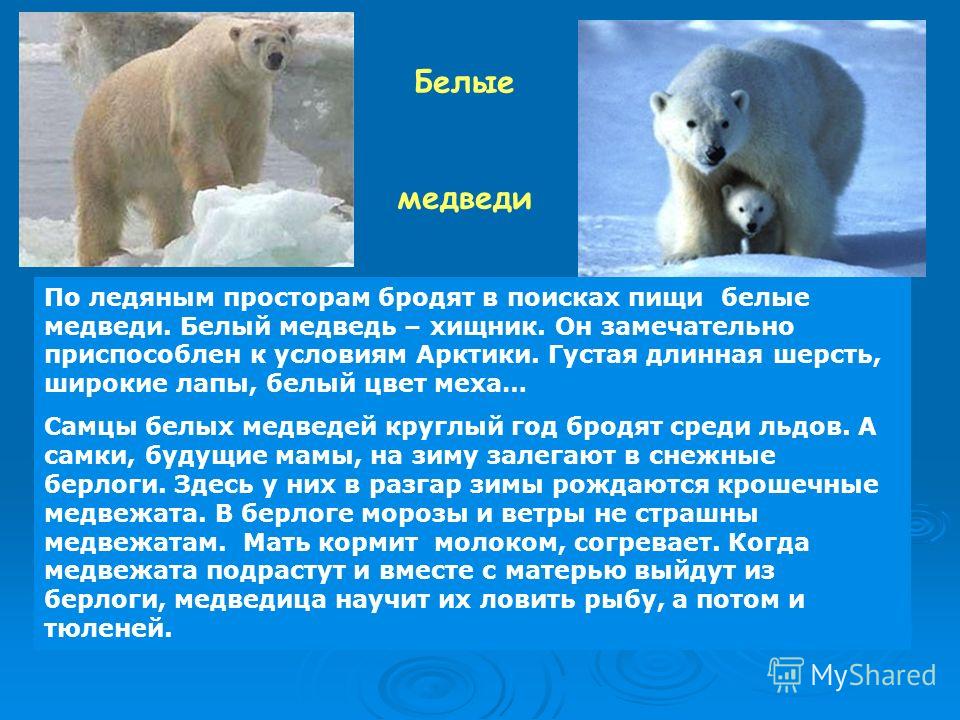 Белый медведь описание. Белый медведь краткое описание. Доклад про белого медведя. Белый медведь описание кратко.