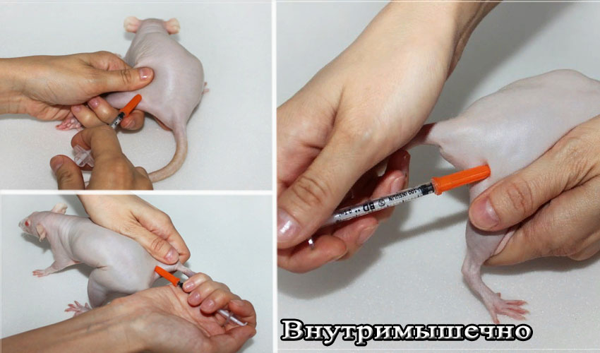 Внутримышечный укол кошке. Внутримышечный укол крысе. Как сделать укол крысе. Как сделать укол крысе. Укол крысе внутримышечно.