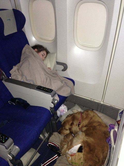 В самолет можно кот. Кот в салоне самолета. Собака в самолете. Багажное отделение в самолете для животных. Питомец в самолете.