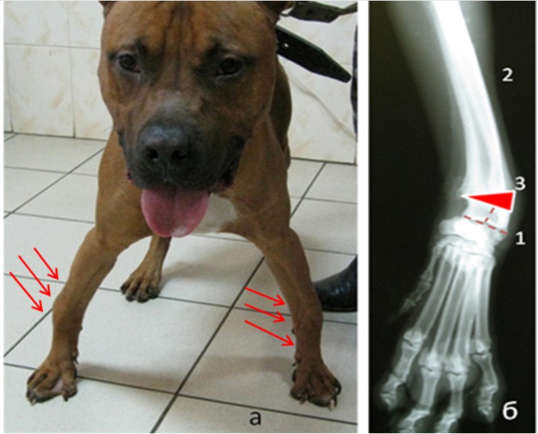 Что делать если щенок не ходит. Стаффордширский терьер пясть. Дисплазия суставов передних лап у собак. Дисплазия передних конечностей у собак. Стаффордширский терьер суставы.
