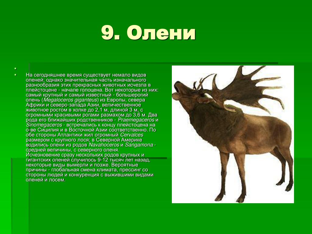 Лось обитание в россии. Олень презентация 3 класс. Олень исчезающий вид. Лось сообщение 3 класс.