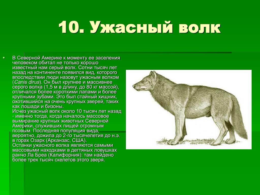 На каком восточном материке обитает серый волк. Волк Северной Америки.