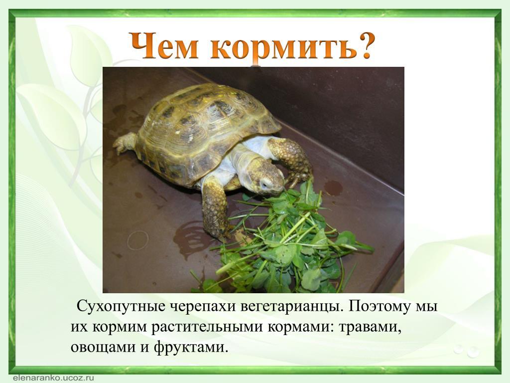 Сколько раз в день кормят черепах. Черепахи домашние Сухопутные. Чем кормить сухопутную черепаху. Сухопутные Черепашки чем кормить. Чем кормить сухопутных черепах.