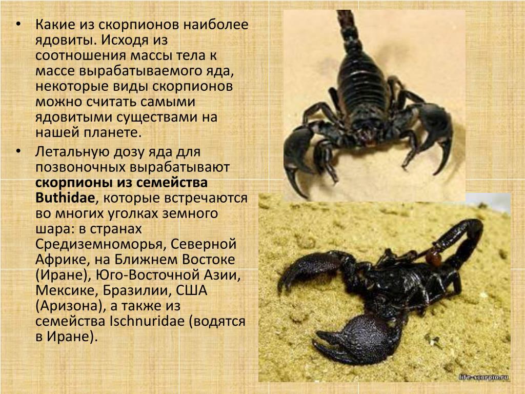Какой тип характерен для азиатского скорпиона. Скорпионы. Ядовитый Скорпион. Где обитают Скорпионы. Скорпион вид животного.
