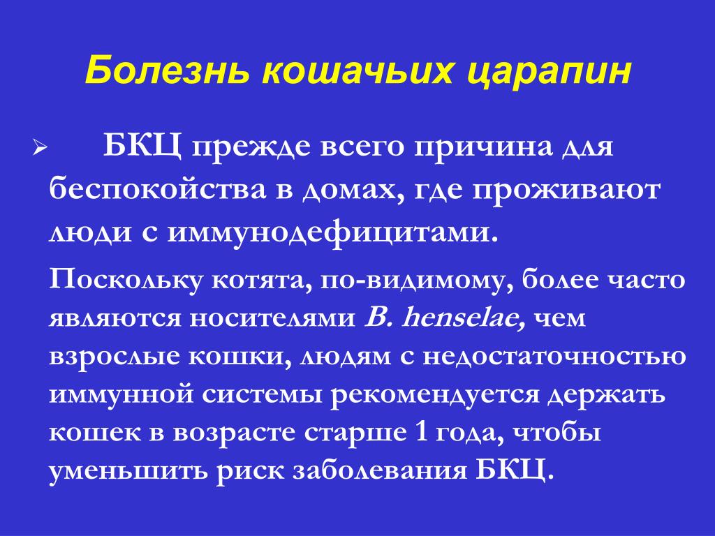 Более часто. Болезнь кошачьих царапин. Боязнь кошачьих царапин. Болезнь кошачьих царапин клинические рекомендации. Болезнь кошачьих царапин у детей клинические рекомендации.