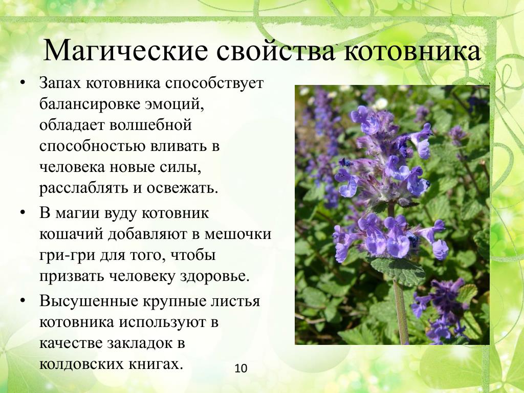 Чина пахнет как. Котовник описание растения. Котовник трава лечебные. Котовник кошачий лекарственное сырье. Кошачья мята (котовник) (Nepeta cataria).