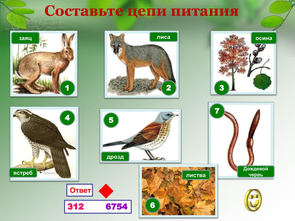 Презентация по биологии 7 класс цепи питания