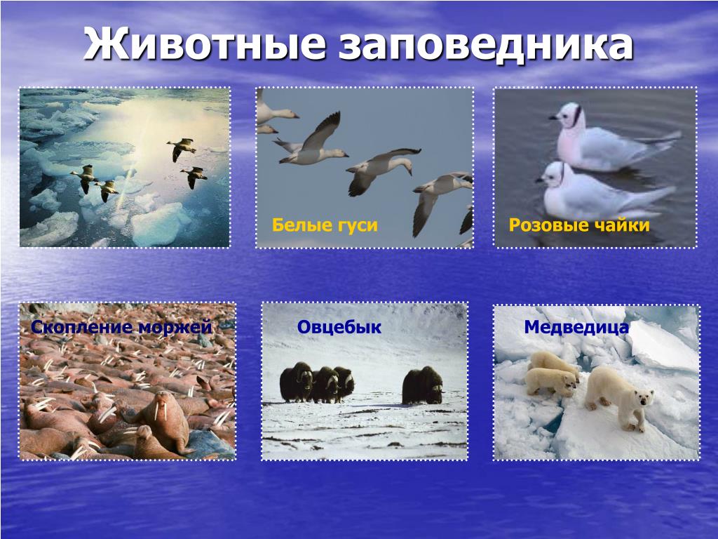 Название заповедников в арктической зоне. Заповедники зоны арктических пустынь. Арктические пустыни заповедники. Заповедники в зоне Арктики. Заказник в арктической пустыне.