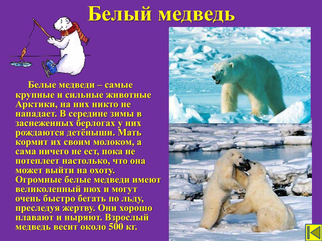 Рассказ про белого медведя 2 класс окружающий мир по плану о животном