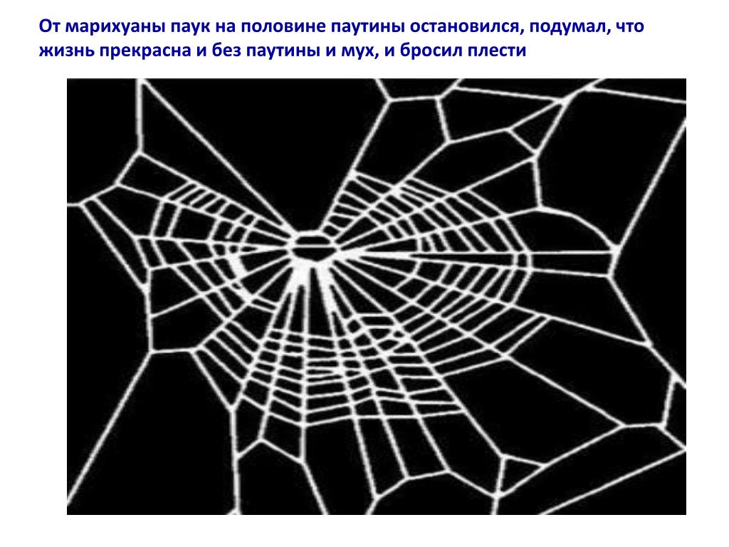 Паук сплел паутину как показано на рисунке. Строение паутины паука. Паутина схема. Схема вязания паутины. Схема плетения паутины пауком.