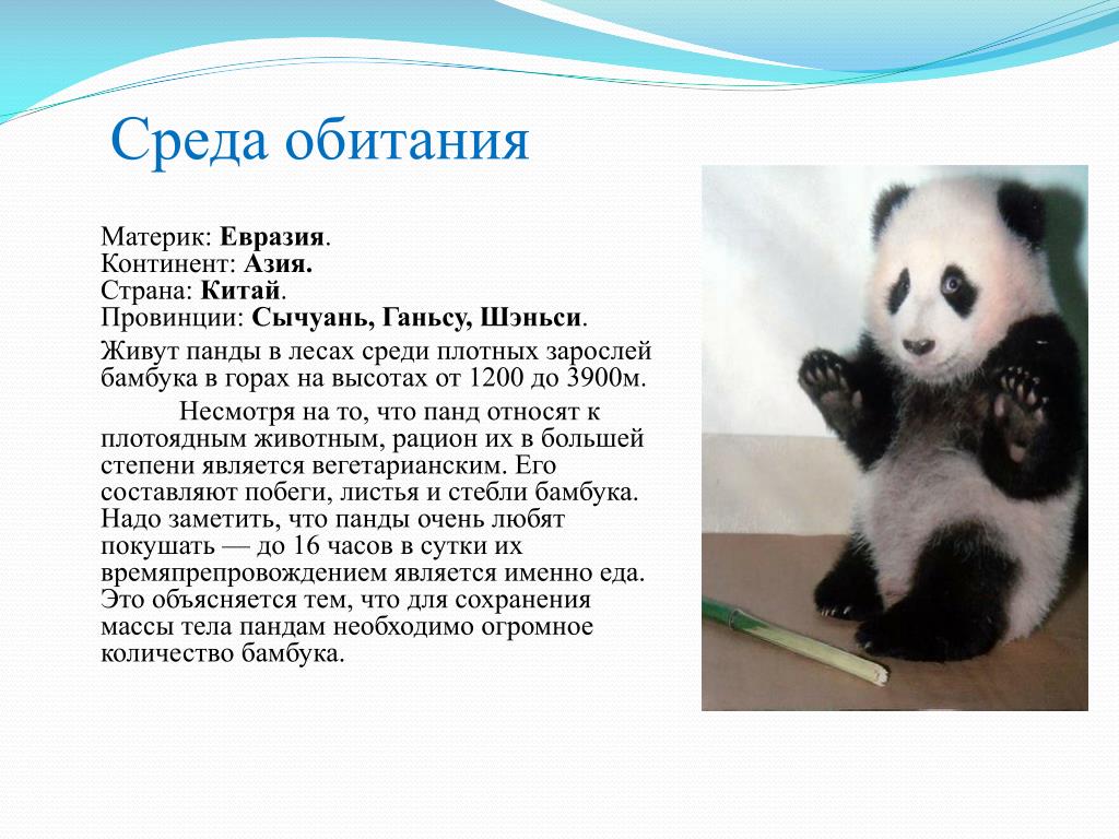 Панда на узбекском языке. Панда среда обитания материк. Влажность обитания панды. С сведения про большую панду. Сообщение про пандочек.