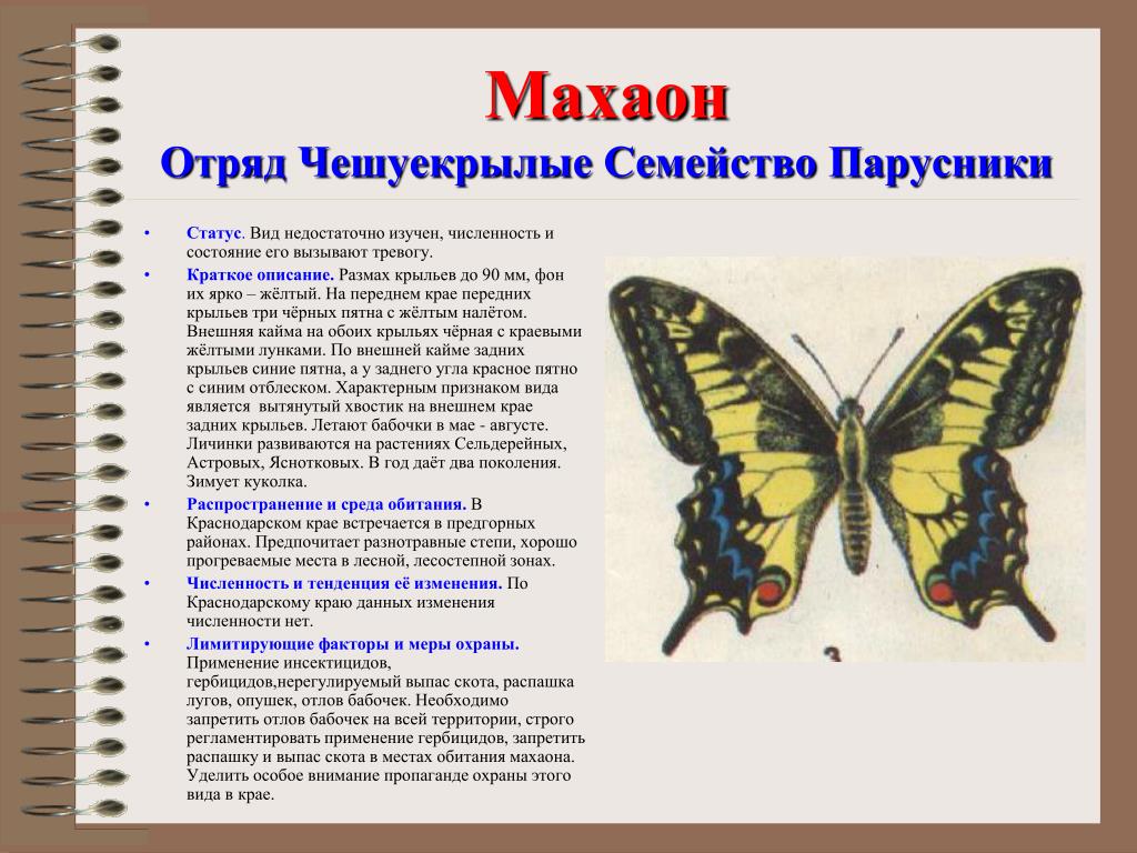 Бабочки россии книга