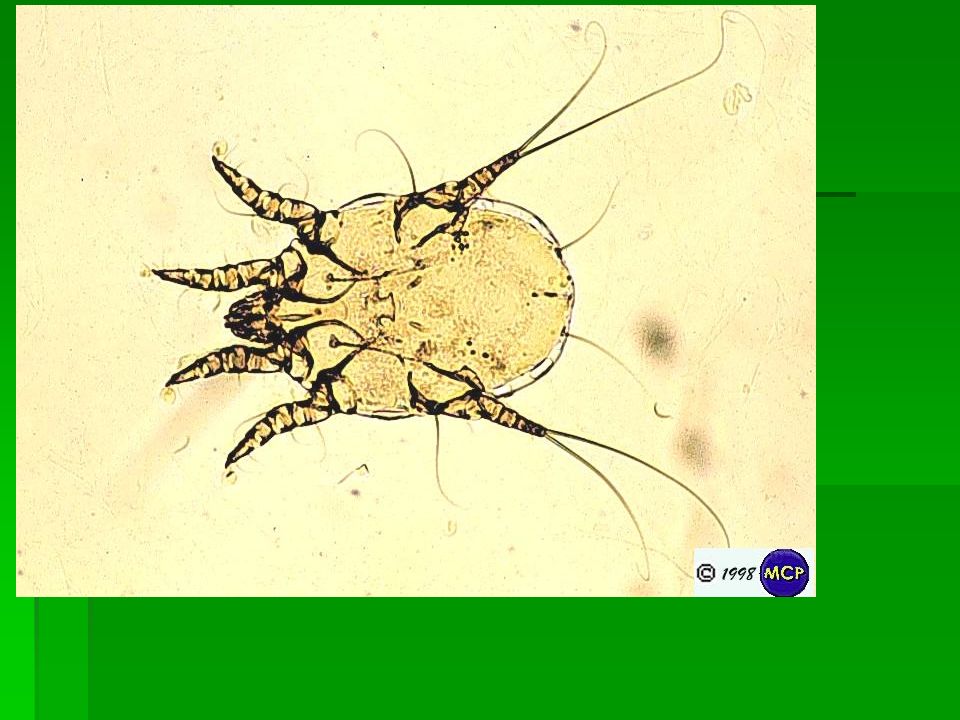 Личинка чесоточного клеща картинки