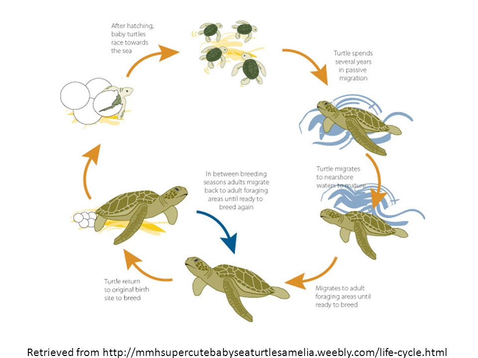 Развитие черепах. Цикл развития черепахи. Жизненный цикл пресмыкающихся. Схема развития черепахи. Жизненный цикл морской черепахи.