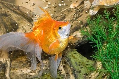 Yellow water in your fish tank can be good or bad.