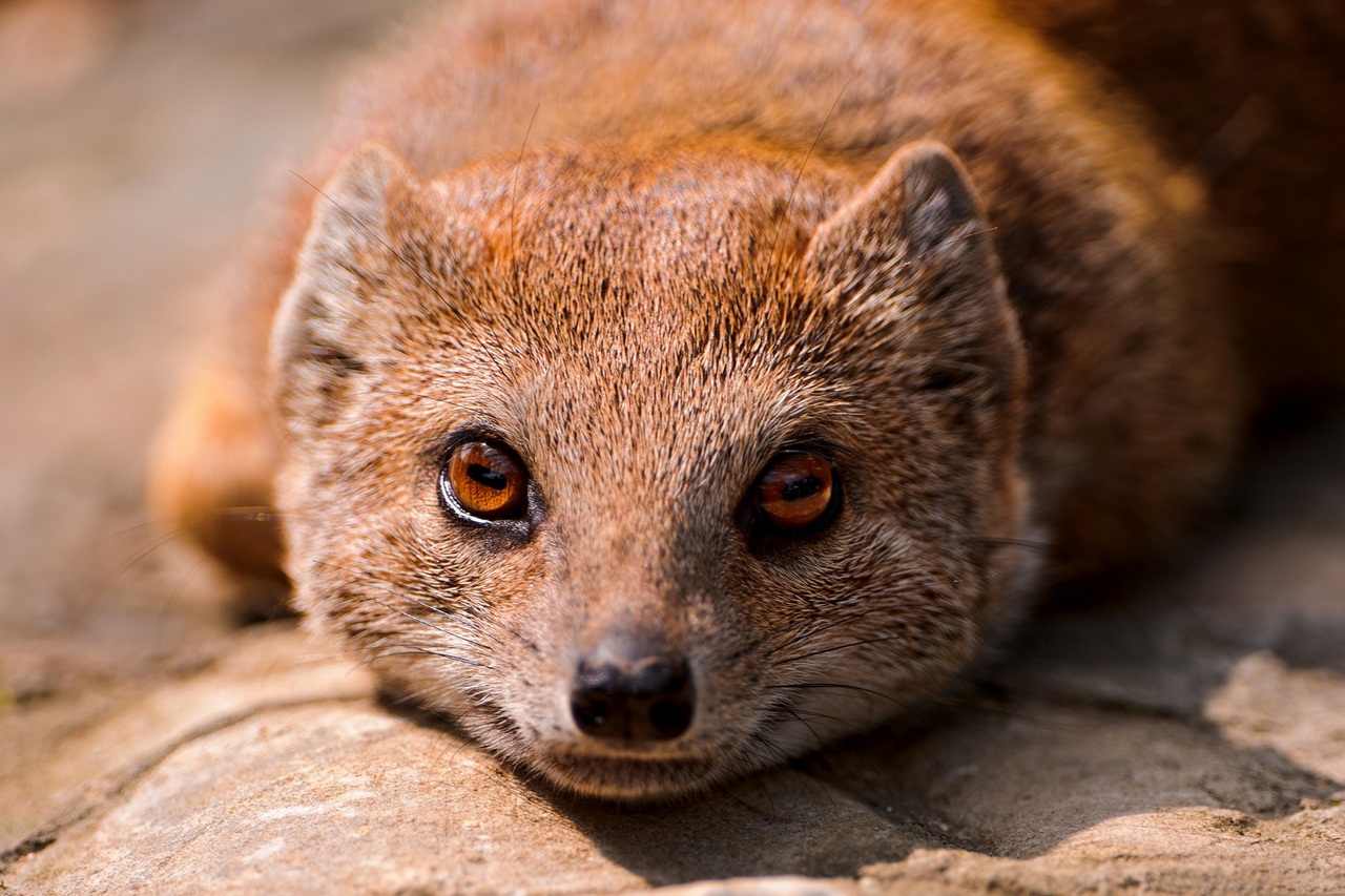 Yellow Mongoose at Chester Zoo
