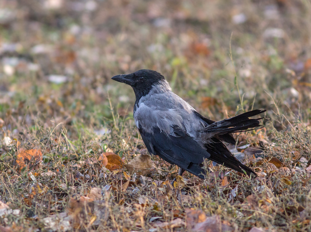 Crow island