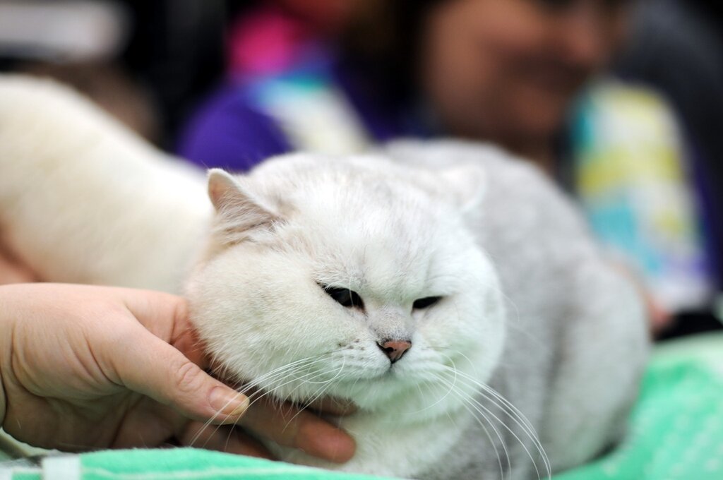 Выставка кошек белый кот. Гладить белого кота. К чему снится белый кот. К чему сниться гладить белого кота.