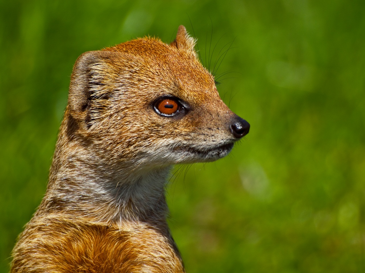 Yellow Mongoose at Chester Zoo