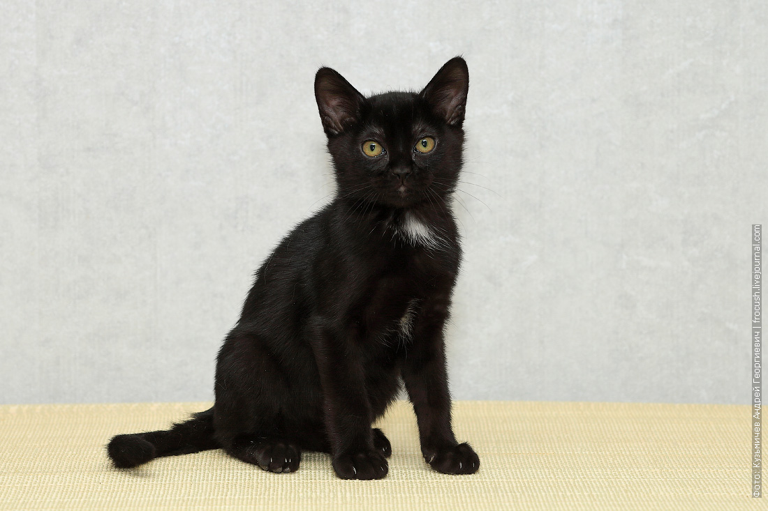 Черная кошка 11. Бомбейская кошка. Бомбейская кошка котенок. Бурманская кошка Бомбейская. Бомбейская черная кошка.
