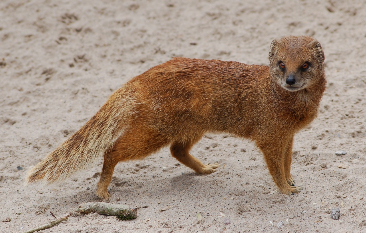 Yellow Mongoose at Chester Zoo