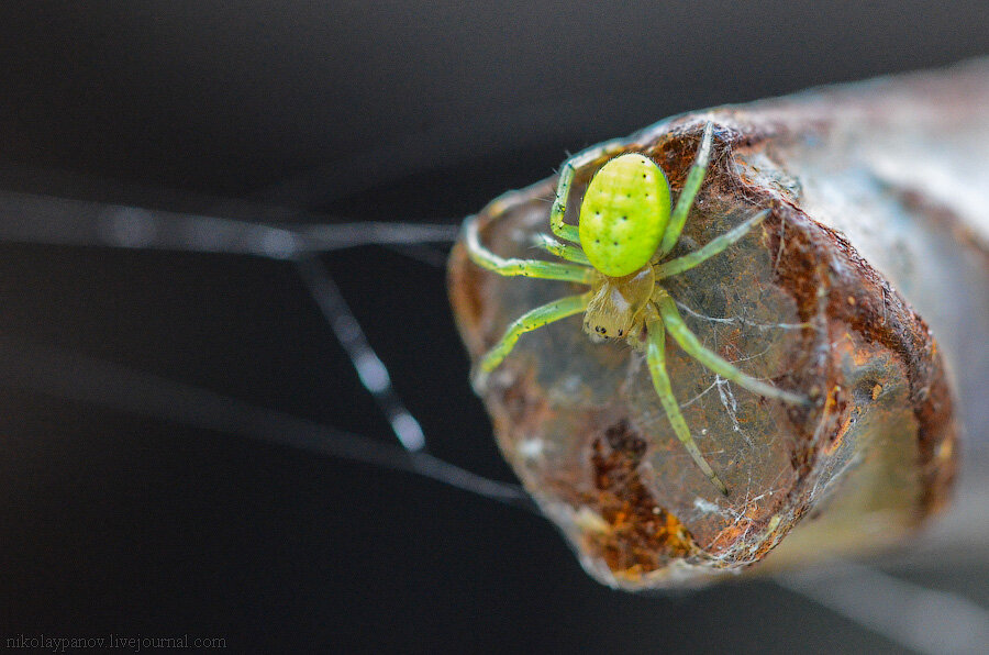 Паук хамелеон. Зеленый паук. Большой зеленый паук. Цветочный паук. Паук краб зеленый.