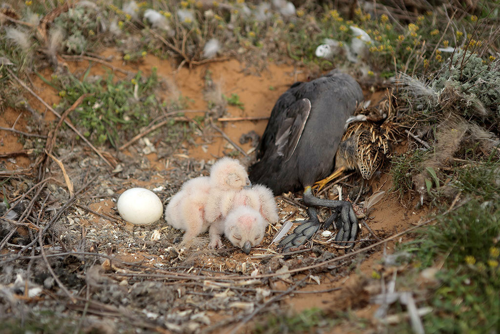 У птицы сохраняются. Сорока высиживает яйца. Орел высиживает яйца. Птица высиживает яйца в гнезде. Гнездо коршуна.