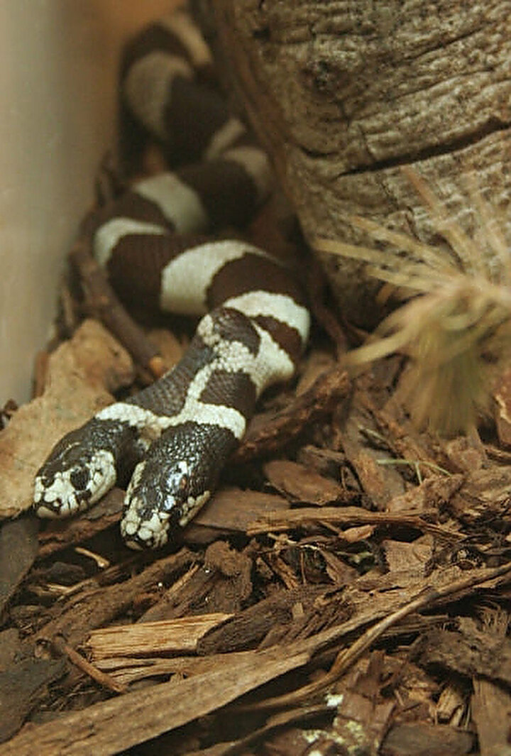Двуглавая змея. Двухголовая Гондурасская молочная змея. Двуглавая Калифорнийская Королевская змея альбиноса.. Двухголовая змея альбинос.