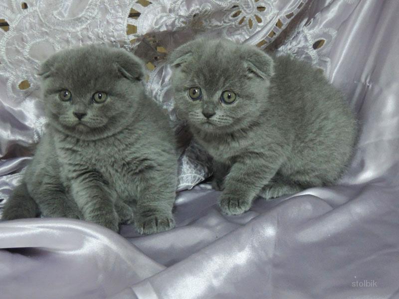 Котята в воронеже в добрые. Шотландская кошка голубого окраса. Шотландские котята с родословной. Шотландские котята Барнаул. Котята Шотландские в добрые руки.