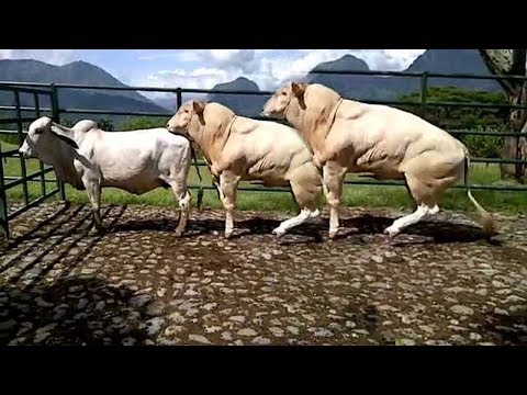 World Modern Technology Cow and Bull Breeding Mating Shoeing Cleaning Milking Mega Machine