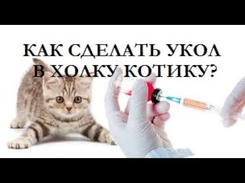 Куда колоть кота внутримышечно рисунок