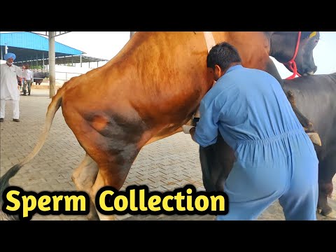 How Collect semen Of Bull @ Bovine Sperm Station India