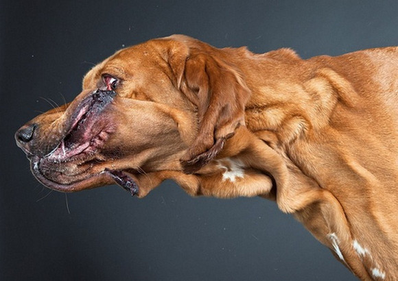 Почему собака часто дышит с открытым ртом. Морда собаки. Собака в движении. Необычные фото собак.