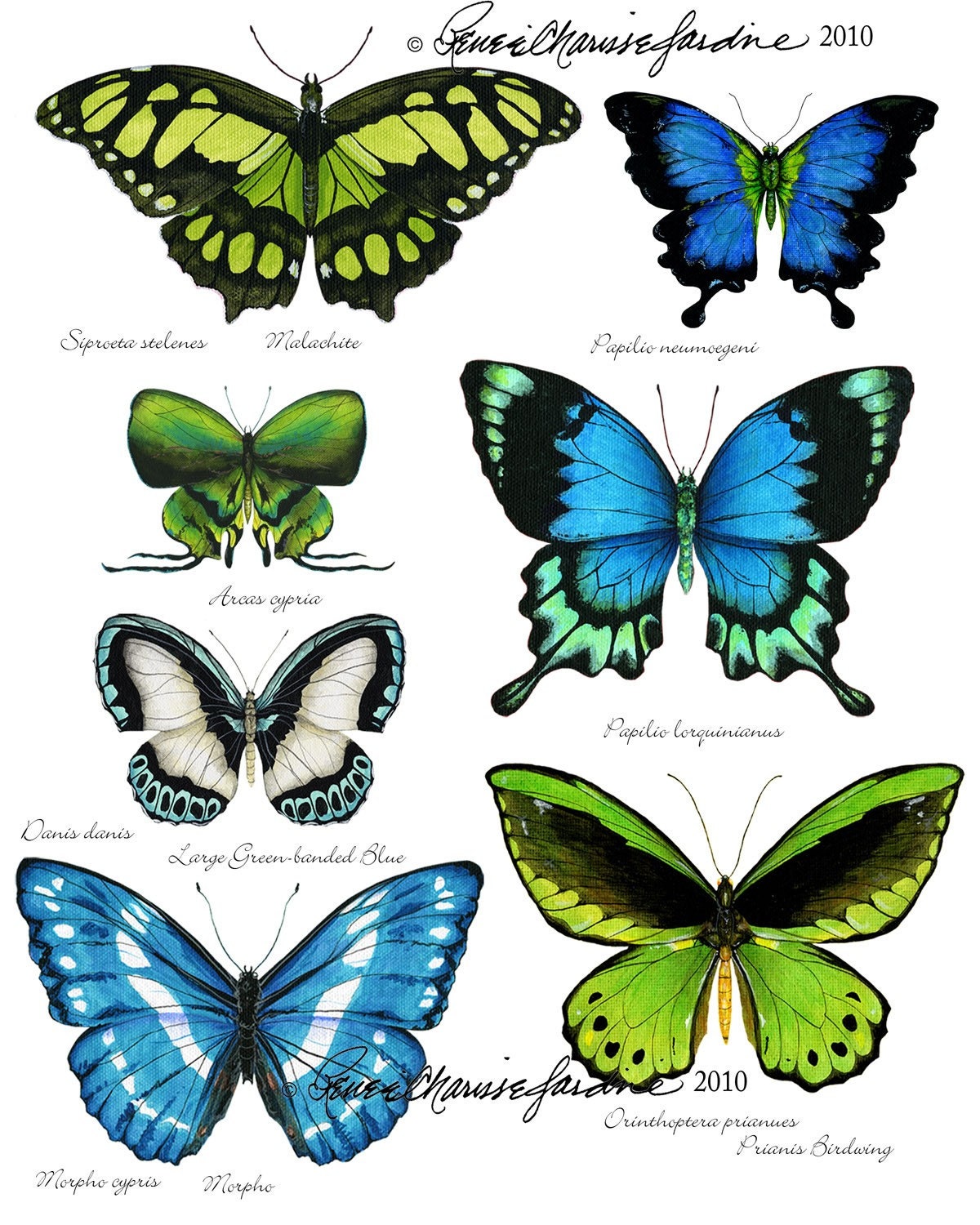 Название рисунков бабочки. Название бабочек. Разные бабочки. Бабочки разные виды с названиями. Название разных бабочек.