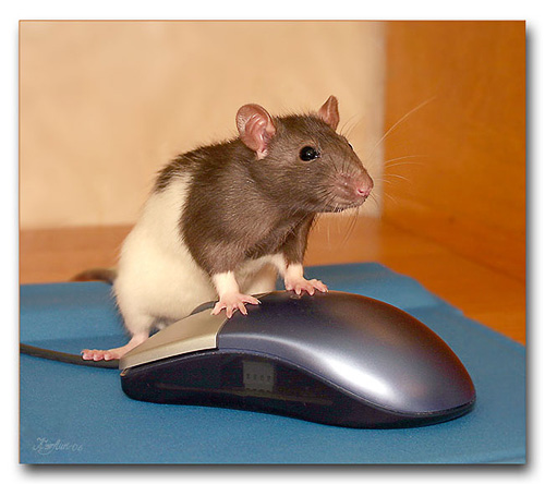 Почему мышь назвали мышью